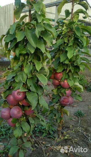 Саженцы Яблони колоновидной 1-2 года