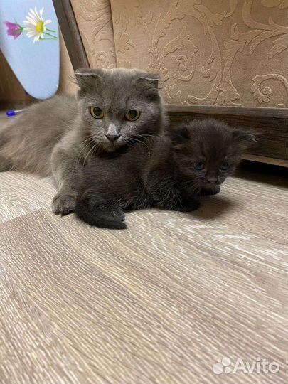 Котята