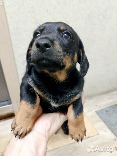 Кроличья такса