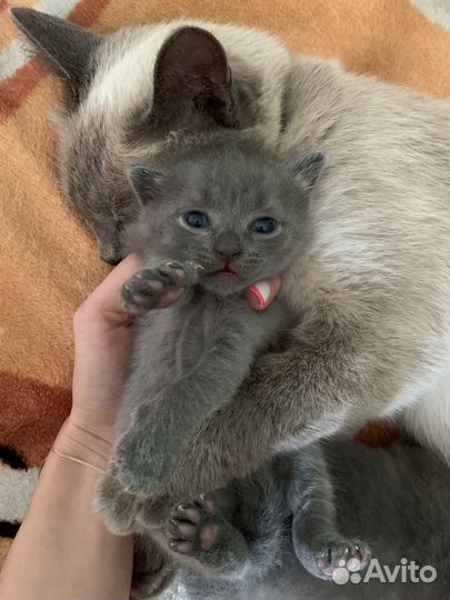 Британская