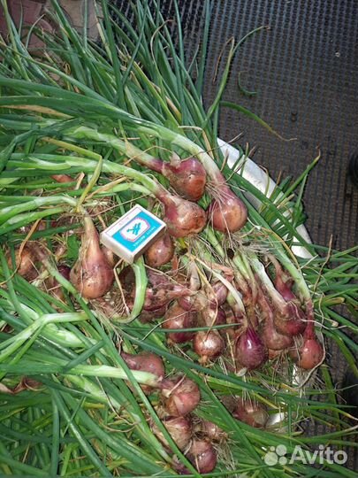 Лук семейный