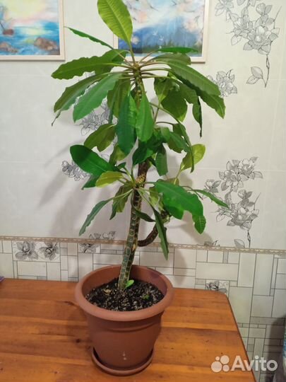 Комнатные цветы