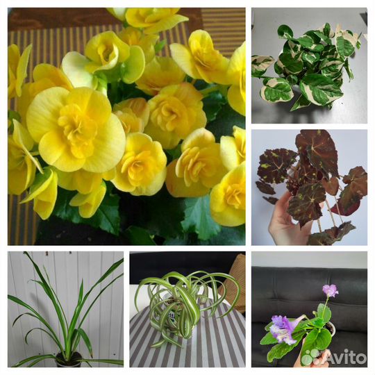 Комнатные цветы