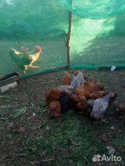 Куры молодки несушки