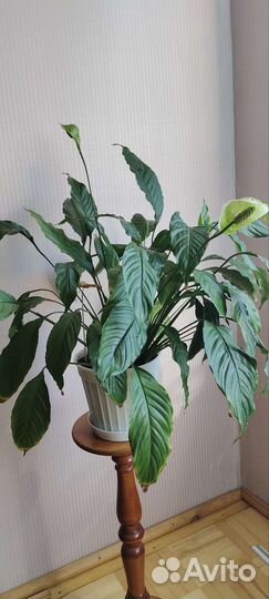 Спатифиллум