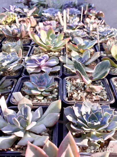 Суккуленты