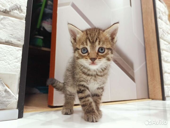 Котенок девочка