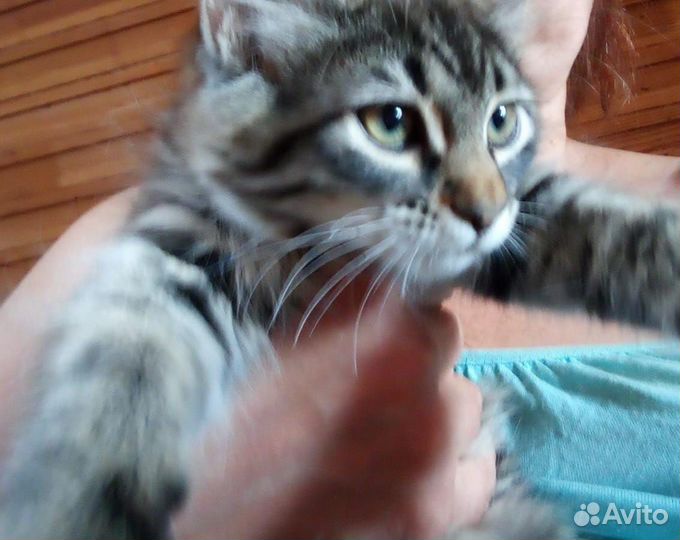 Черные котята девочки будущие черные кошки