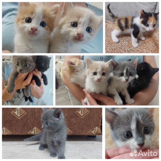 Котята в добрые руки