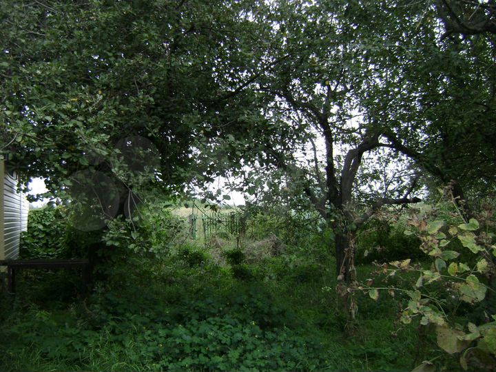 Участок 52 сот. (СНТ, ДНП)