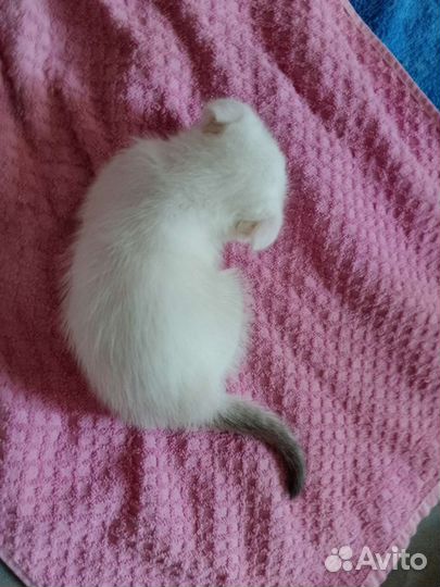 Продаются два котенка инопланетянина) метисы