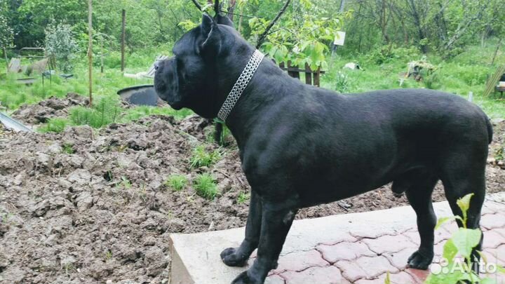 Кане Корсо вязка