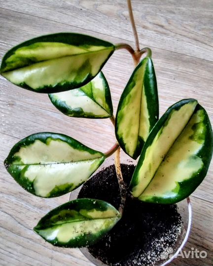 Хойя триколор, филодендрон