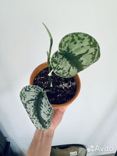 Сциндапсус Треби Экзотика