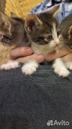 Котята отдам бесплатно