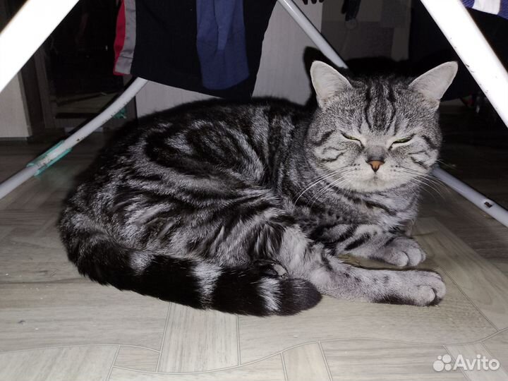 Шотландская