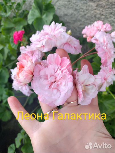 Пеларгония