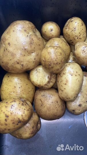 Картофель домашний