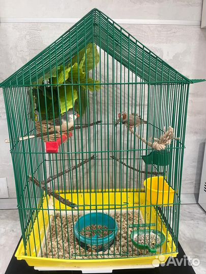 Амадины зебровые выставочные