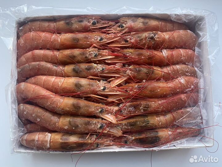 Лангустины C0, C1, L1