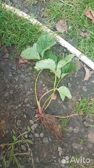 Усы клубники (клубничная рассада),чеснок домашний