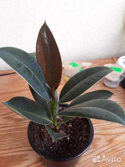 Фикус мелани