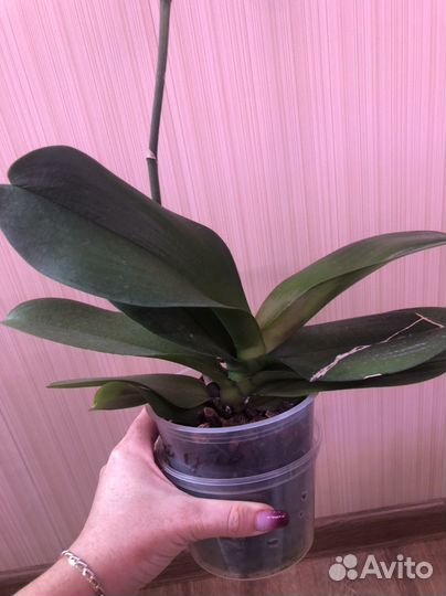 Орхидея фаленопсис