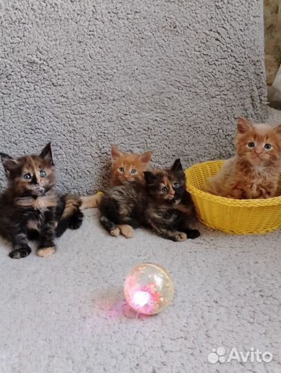 Котята мейн-кун девочка
