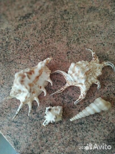 Натуральные ракушки японского моря