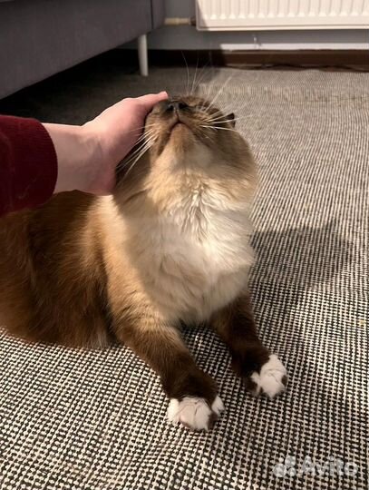 Кэтситтер (зооняня)