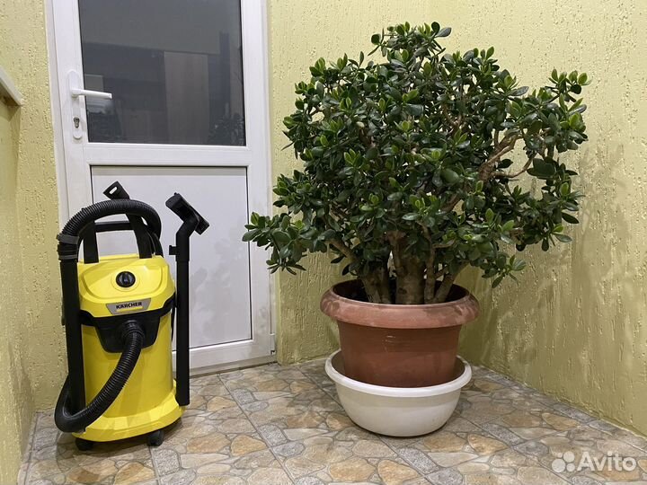 Красула толстянка большая крупная