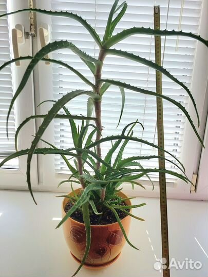 Алоэ в горшке