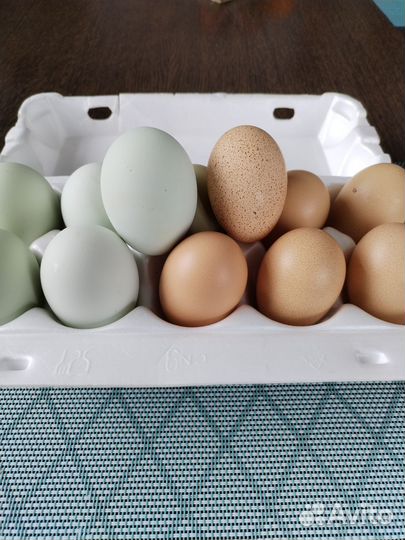 Инкубационное яйцо породистых кур