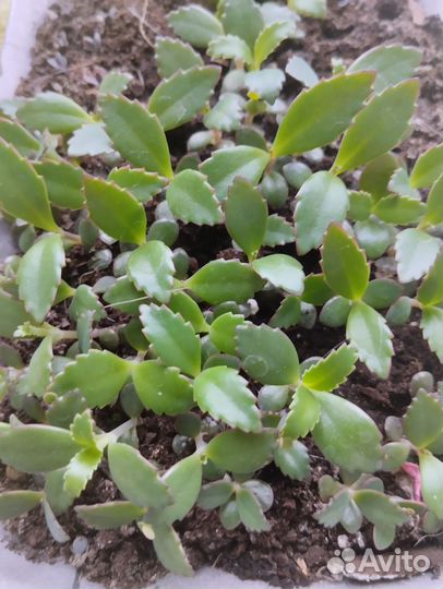 Коланхое. Детки