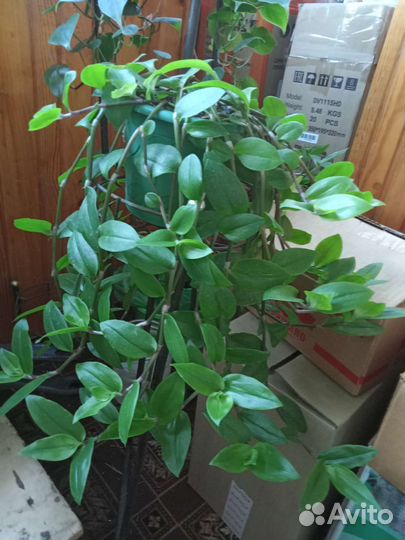 Традесканция