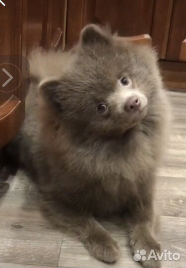 Шпиц лиловый Красавец