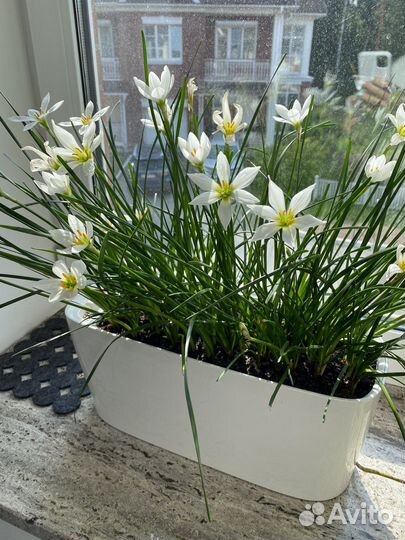 Зефирантес с бутонами