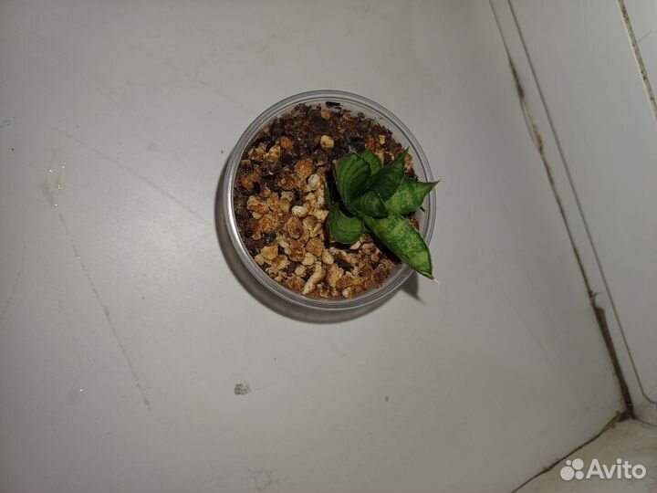 Сансевиерия сортовая