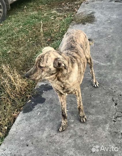 Прекрасная девочка