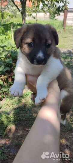 В добрые ручки