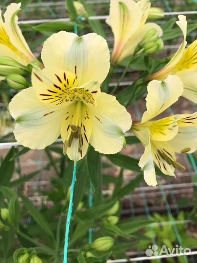 Продаю корни альстромерии