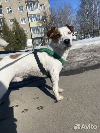 Джек рассел вязка