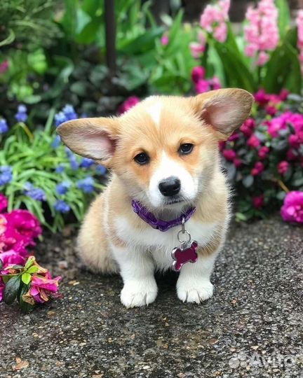 Выгул собак-13 лет