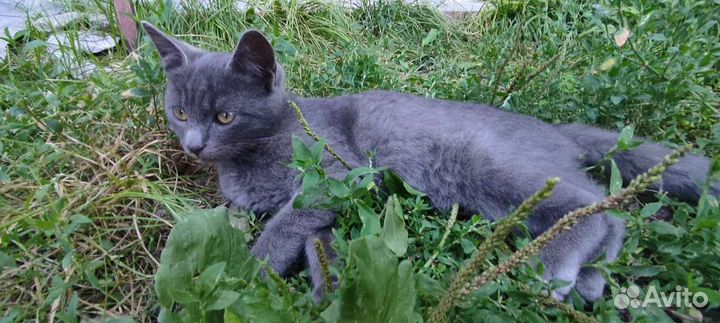 Котики бесплатно в добрые руки