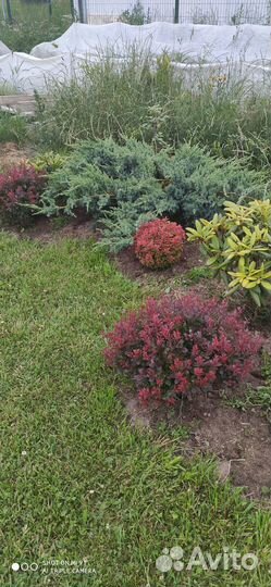 Саженцы барбариса