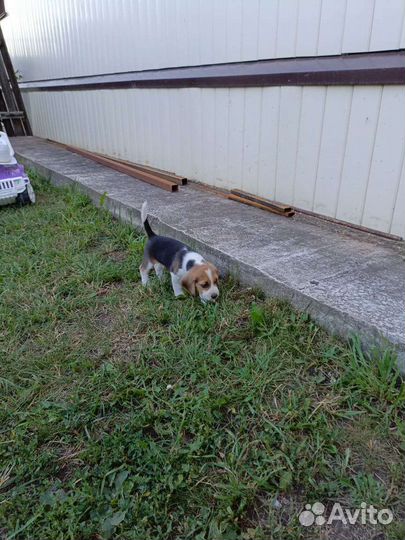 Щенки бигль