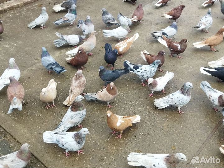 Николаевские голуби