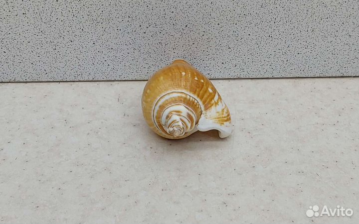 Стромбус 6 морская ракушка раковина
