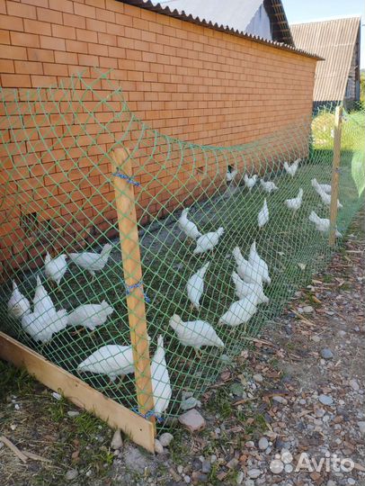 Куры несушки