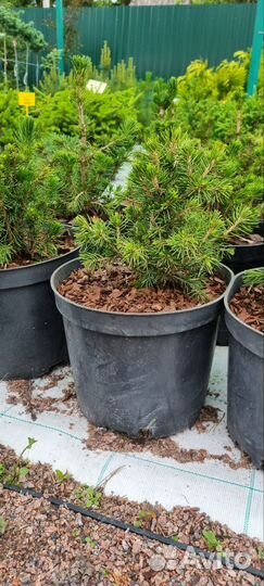 Ель обыкновенная Томпа